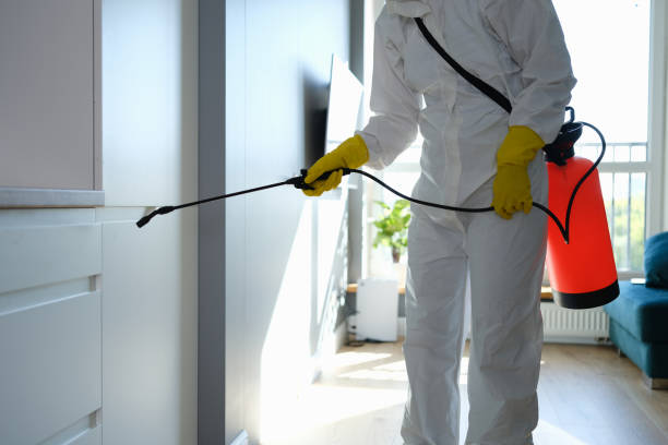 Best Office Mold Removal Services  in Easton, MD