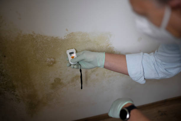 Best Emergency Mold Removal  in Easton, MD