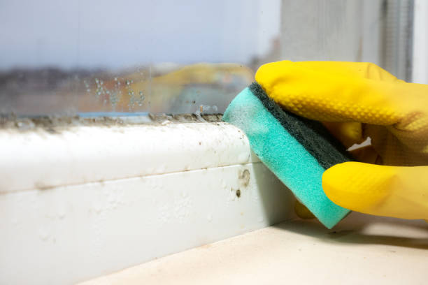 Best Black Mold Removal  in Easton, MD