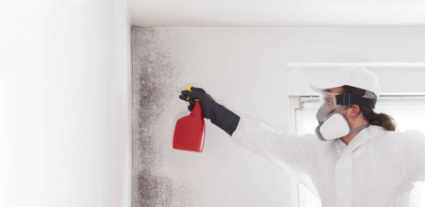 Best Professional Mold Removal  in Easton, MD