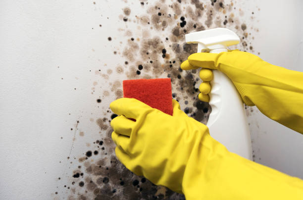 Best Residential Mold Removal  in Easton, MD