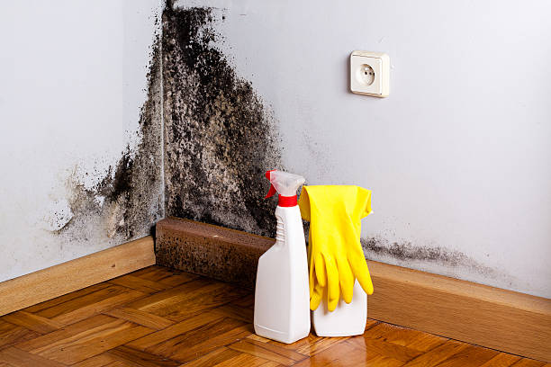 Best Commercial Mold Removal  in Easton, MD